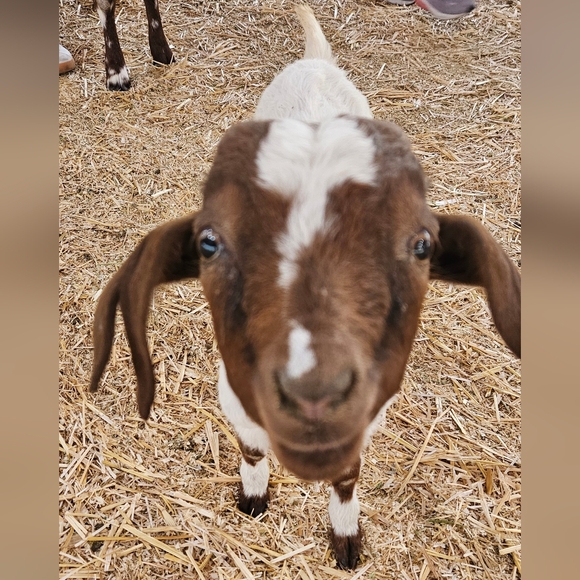 Meet your Posher, Ollie - Picture 1 of 1